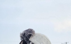 天边一朵云迅雷下载